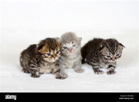 British Longhair Cat Kittens 2 Weeks Black Golden Tabby Blue Silver
