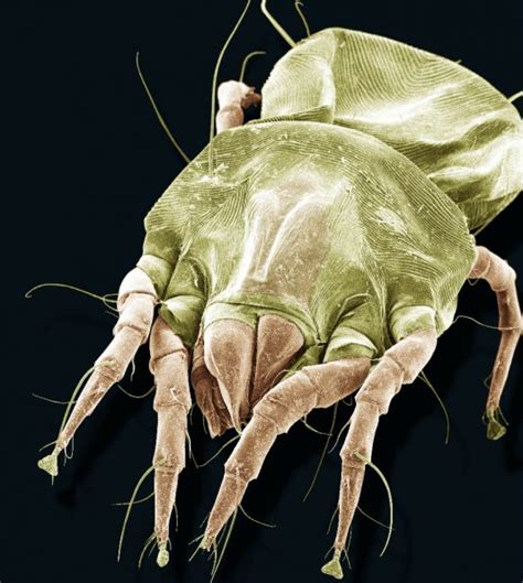 What Do Dust Mites Look Like 12 Close Up Pictures Of Dust Mites
