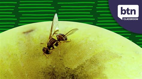 No Fruit Allowed In Lunchboxes Sa Fruit Fly Outbreak Behind The