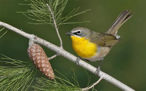 The male's head and breast are orange and there is a black patch through the eye. Yellow-breasted Chat | Audubon Field Guide