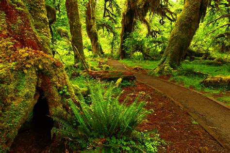 Forest Photos Path Hd Hd Desktop Wallpapers 4k Hd