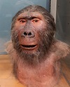 Paranthropus boisei - Hominides