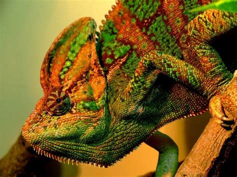 Why And How Chameleons Change Their Color