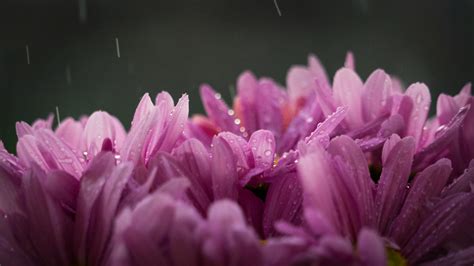 Purple Flower With Rain Drops · Free Stock Photo