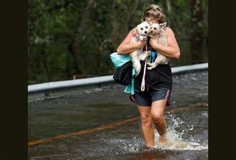 The Atlantic Photo On Twitter Photos Pet Rescues In The Wake Of