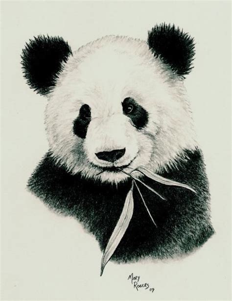 Pin By Amanda Brooks On Tattoos Panda Drawing Panda Sketch Panda Bear