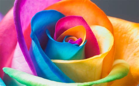 Flowers Of The Rainbow Wallpapers High Quality Download Free