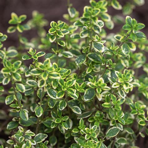 Gorgeous Thyme Plants For Sale Online Lemon Variegated Easy To Grow