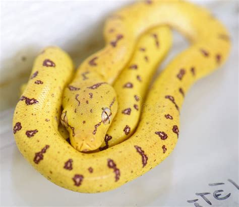 A Baby Green Tree Python Formerly Known As Chondropython Viridis