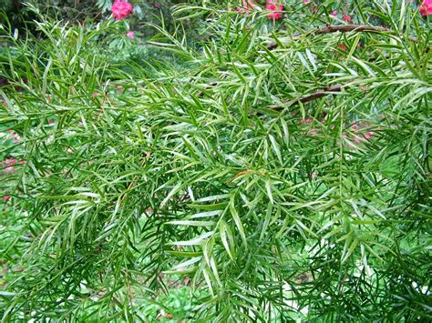 Podocarpus Collection Growing List Caerhays Estate
