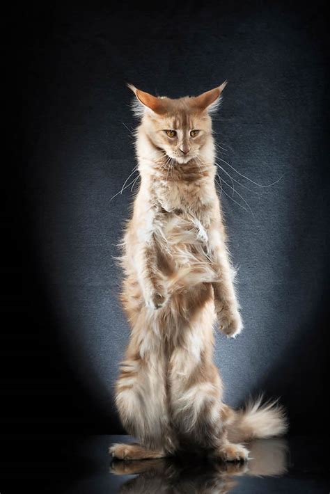 Swiss Photographer Alexis Reynaud Hilariously Captured The Cats In