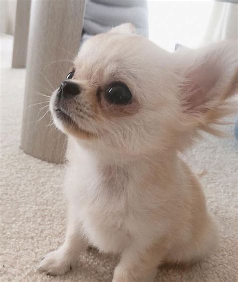 Meet 14 Of The Cutest Chihuahuas In The World Petpress