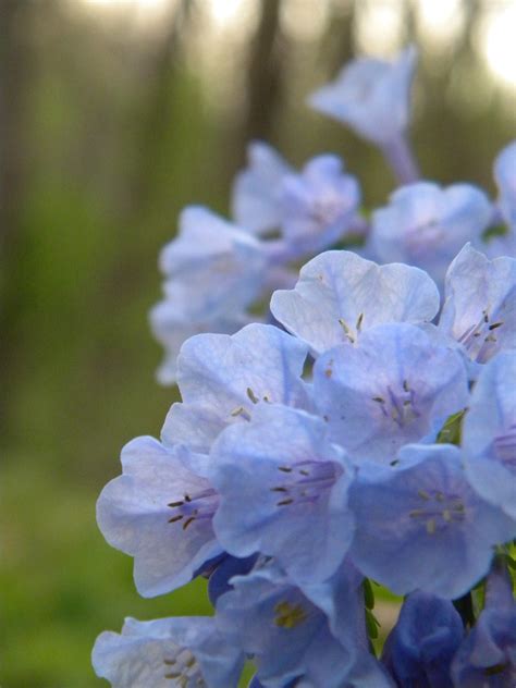 Blue Flowers Amber Larson Flickr