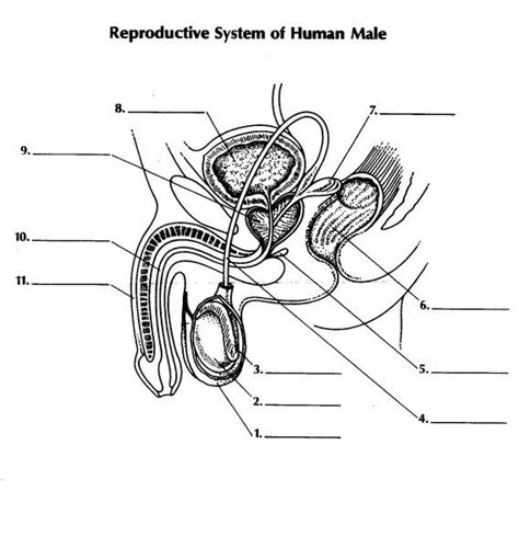 Human reproductive system is an internal organ system via which humans reproduce and bear offspring. Reproductive System Labeling Worksheet - Worksheets Samples