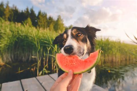 Can Dogs Eat Watermelon Rind The Dos And Donts Dog Scream