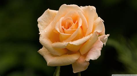 Light orange rose photograph by linda brody. Download Light Orange Rose Wallpaper 1920x1080 | Wallpoper ...