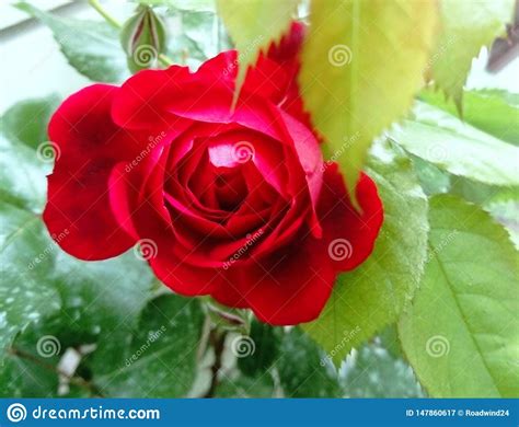 Beautiful Red Rose Close Up Stock Image Image Of