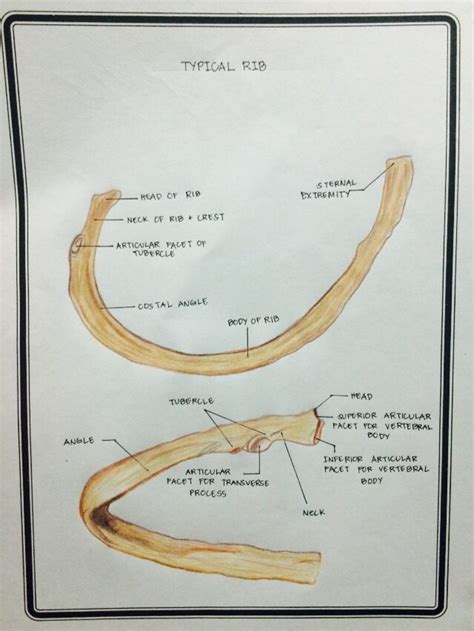Typical Rib Atypical Rib Medical Student Study Anatomy