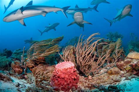 Caribbean Reef Sharks Surrounding The Coral Reef Reef Shark Shark