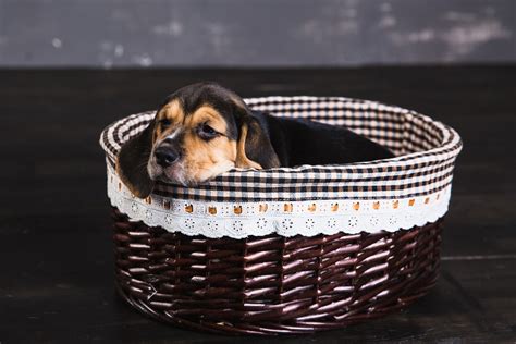 My 8 week old puppy won't sleep in her cage and when ever she is in it she whines even if i'm still beside her and nobody can sleep what should we do? What To Do If Your Puppy Won't Sleep At Night - Dog ...