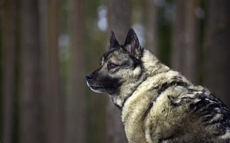 Black And Tan German Shepherd Puppy Animals Wolf Hd Wallpaper