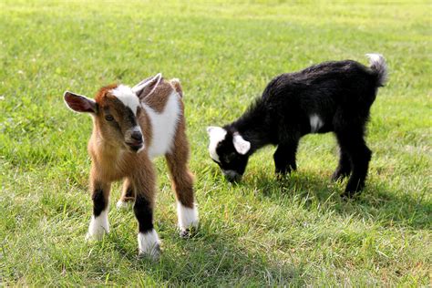 Kutti Pi Fresh Goat Fetus The Foodie Blog