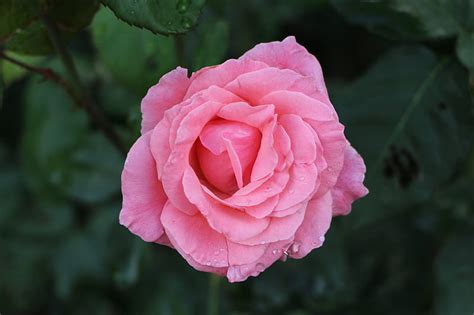 Pink Rose In Bloom During Daytime Hd Wallpaper Peakpx