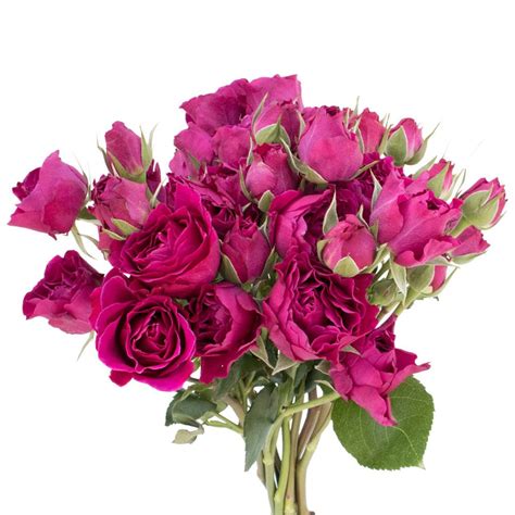 Free Delivery Premium Hot Majolika Hot Pink Spray Roses Flowers