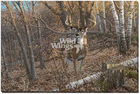 Great Eight Whitetail Deer Wrapped Canvas Giclee Print Wall Art Wall