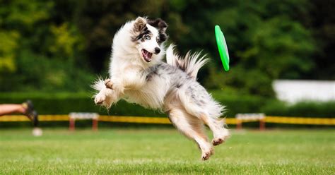 Could Playing Frisbee Be Dangerous For Your Dog Dr Peter Dobias