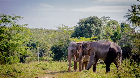 Phukets Most Ethical Elephant Sanctuary Located In Paklok