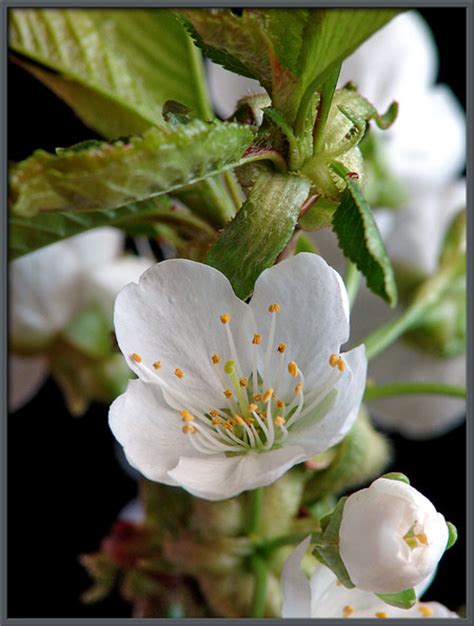 A Close Up View Of Wild Cherry Blossoms