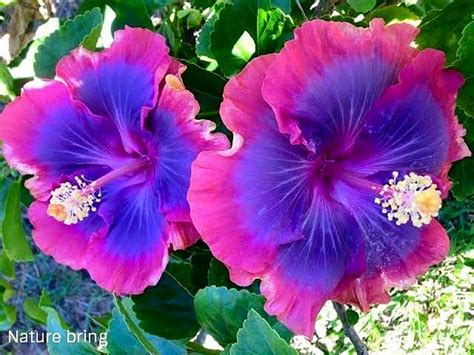 Growing Hibiscus Flower How To Grow Tropical Hibiscus Plant Naturebring