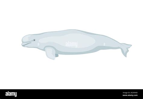 White Whale Beluga Vector Illustration Of Cartoon Cute Beluga Whale
