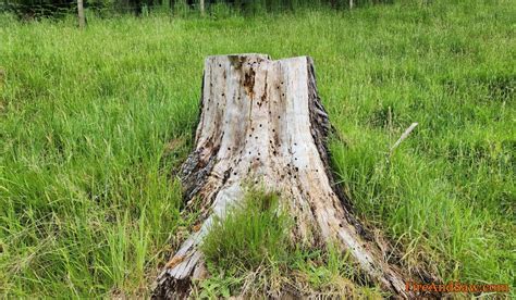 How To Get Rid Of Tree Stumps 8 Ways From Fastest To Slowest