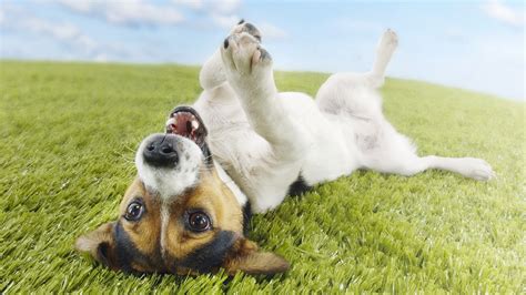 Fiesta exp weekend means happy puppies weekend! happy dog wallpaper - HD Desktop Wallpapers | 4k HD