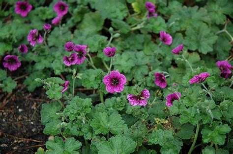 There's a storm on its way. Perfect Storm Cranesbill (Geranium 'Perfect Storm') in ...