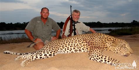 Hunt Leopard In Zimbabwe