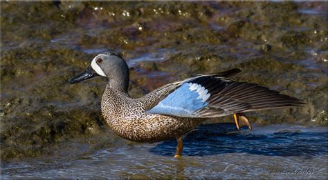 Pin By Bubba Steve On Blue Winged Teal Blue Winged Teal Bird Animals