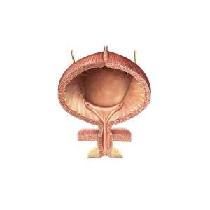 Urinary Bladder And Urethra Poster By Asklepios Medical Atlas Pixels