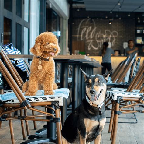 11 Dog Friendly Cafes And Restaurants In Singapore That You Can Dine At