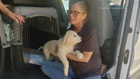 Dogs Displaced In Oklahoma Tornado Looking For Homes In Colorado