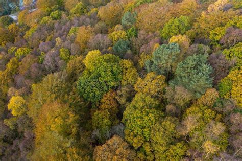 Aerial Drone Shot Of Autumn Able Colours From Trees Turning Yellow Near