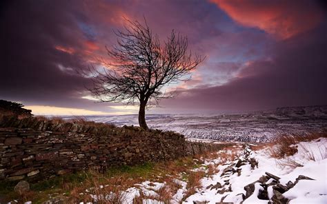 Lonely Tree In The Winter Wallpaper Nature And Landscape