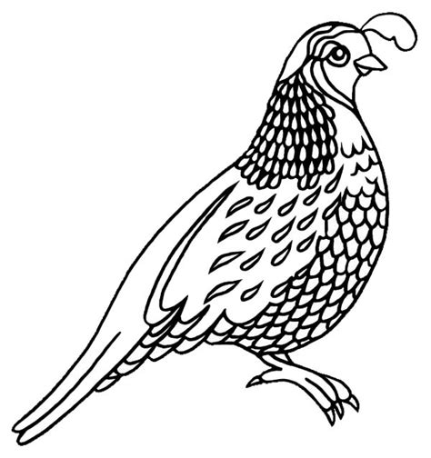 You can download and print this quail coloring pages,then color it with your kids. Quail Coloring Pages for Preschool - Preschool and ...