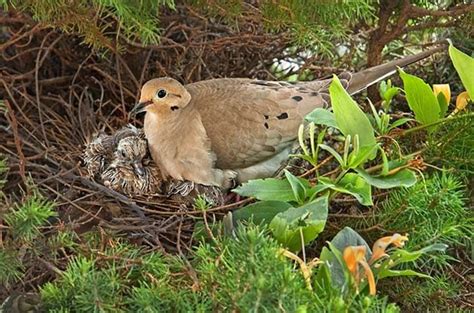 Why Does The Bird Build Its Nest On Trees