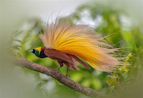 Here Are Five Most Beautiful Birds With Strikingly Fancy Tail Feathers