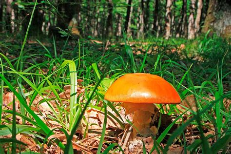 La Oronja O Amanita De Los Césares Amanita Caesarea Vive La Naturaleza