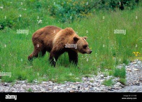 Grizzly Bear Ursus Arctos Horribilis Alaska Usa Stock Photo Alamy