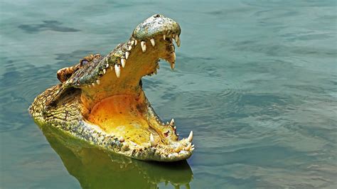 what is the ecological role of crocodiles worldatlas